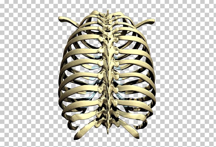 Rib Cage Skeleton PNG, Clipart, Bone, Brass, Computer Icons, Human Skeleton, Images Free PNG Download