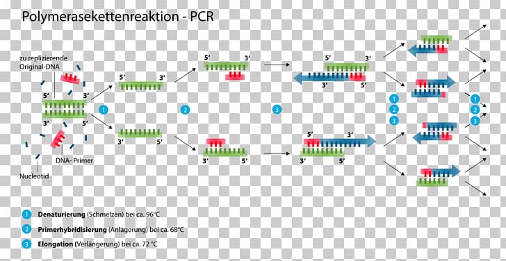 The Polymerase Chain Reaction DNA Polymerase PNG, Clipart, Agarose Gel Electrophoresis, Angle, Area, Biology, Chain Reaction Free PNG Download