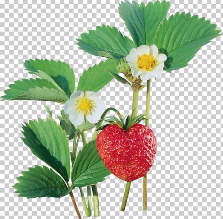 Strawberry Auglis PNG, Clipart, Adobe Fireworks, Auglis, Computer Software, Encapsulated Postscript, Food Free PNG Download