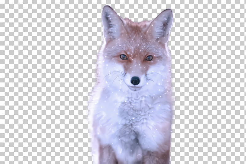 Fox Wildlife Swift Fox Coyote Red Fox PNG, Clipart, Coyote, Fox, Jackal, Red Fox, Swift Fox Free PNG Download