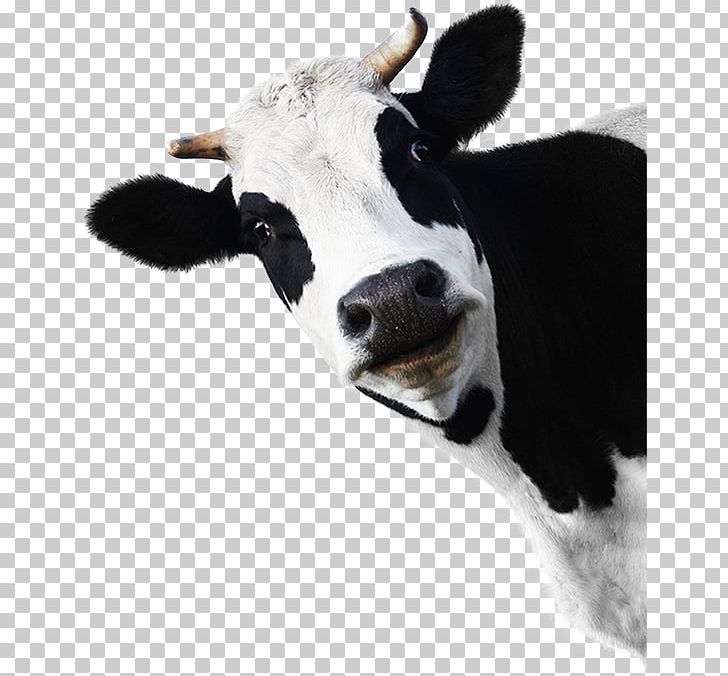Beef Cattle Holstein Friesian Cattle Charolais Cattle Belted Galloway Baka PNG, Clipart, Agriculture, Animals, Baka, Beef Cattle, Belted Galloway Free PNG Download