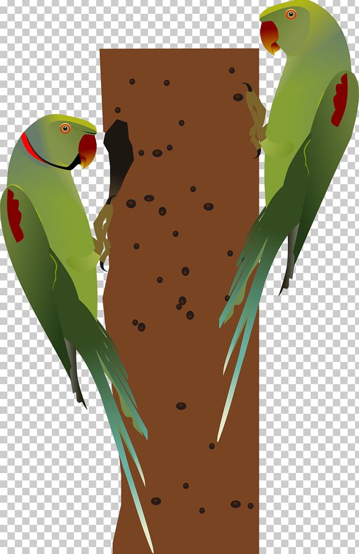 Bird Alexandrine Parakeet Parrot Red-breasted Parakeet Rose-ringed Parakeet PNG, Clipart, Alexandrine Parakeet, Animal, Animals, Bird, Common Pet Parakeet Free PNG Download