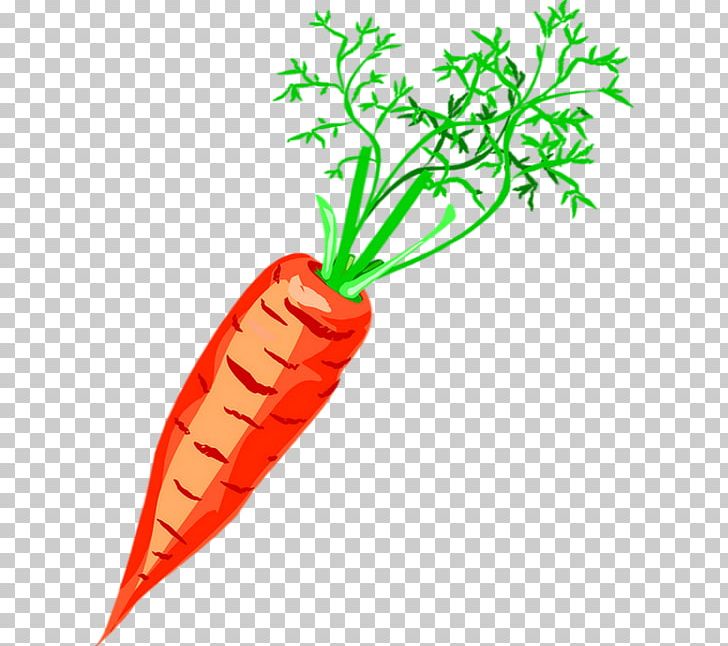 Carrot Vegetable Drawing Soup PNG, Clipart, Artwork, Cabbage, Carrot, Cayenne Pepper, Child Free PNG Download