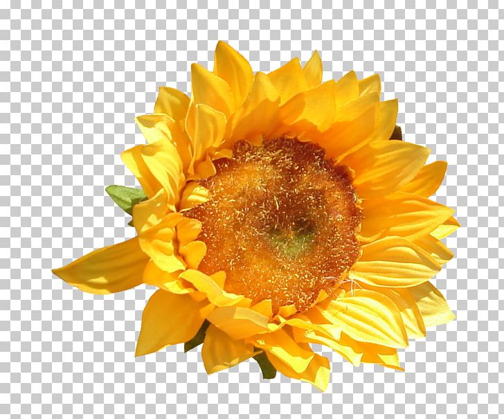 Common Sunflower Cut Flowers Petal PNG, Clipart, Common Sunflower, Cut Flowers, Daisy Family, Flower, Flowering Plant Free PNG Download