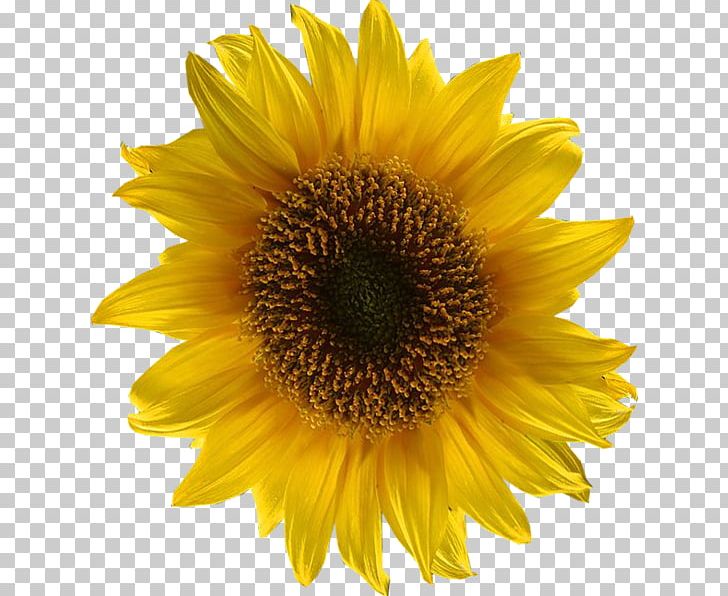 Common Sunflower Sunflower Seed PNG, Clipart, Annual Plant, Art, Asterales, Blossom, Common Sunflower Free PNG Download