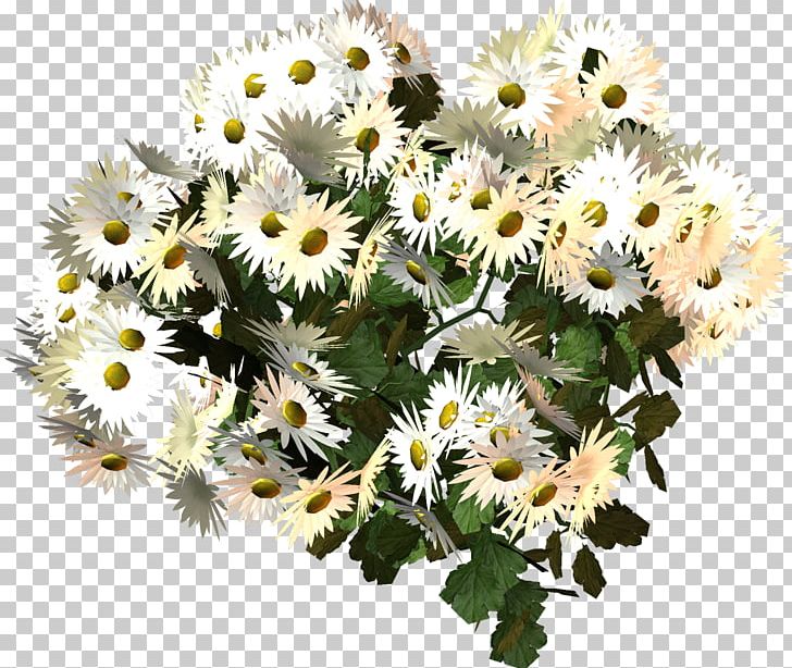 Dendranthema Lavandulifolium Oxeye Daisy German Chamomile Flower PNG, Clipart, Camomile, Chamomile, Chrysanthemum, Chrysanths, Cut Flowers Free PNG Download