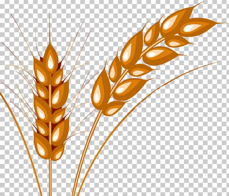 Emmer Cereal Caryopsis Durum Wheat Allergy PNG, Clipart, Caryopsis, Cereal, Computer Wallpaper, Desktop Wallpaper, Flower Free PNG Download