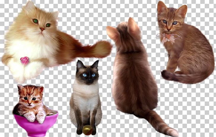 Kitten Cat Whiskers PNG, Clipart, Animal, Animals, Art, Carnivoran, Cat Free PNG Download