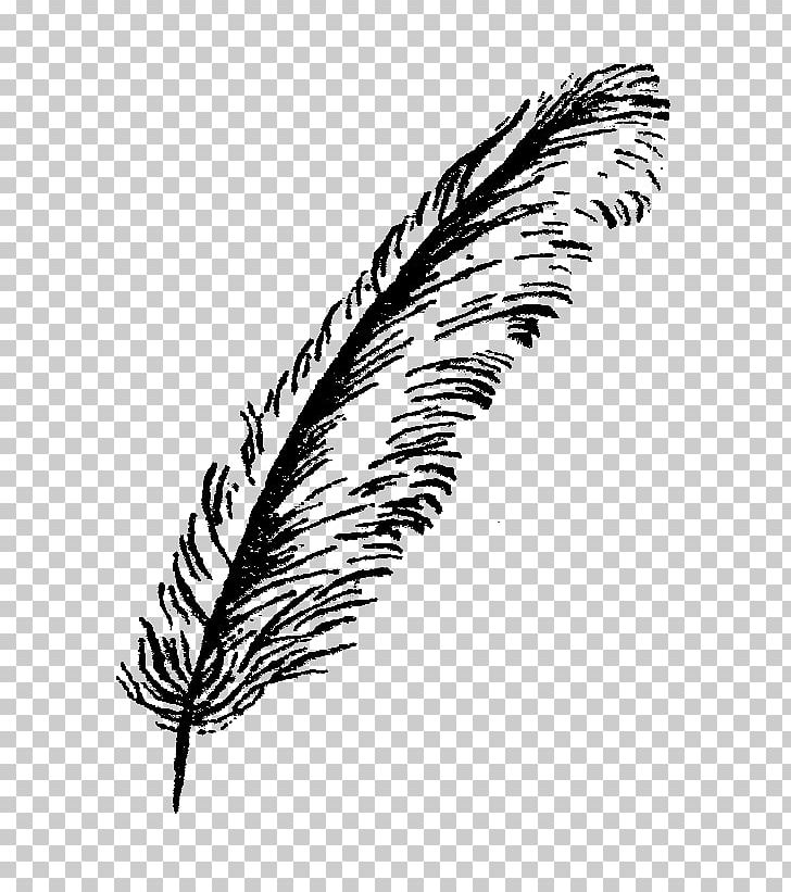 Lovebird Feather Parrot PNG, Clipart, Animal, Animals, Bird, Black And White, Clipart Free PNG Download