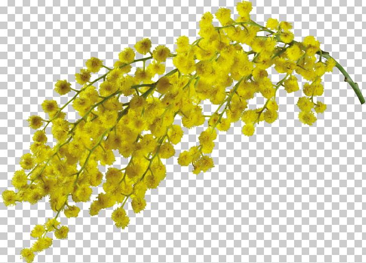 Mimosa Salad Flower PNG, Clipart, Art, Cartoon, Creative, Creative Watercolor Flowers, Display Resolution Free PNG Download