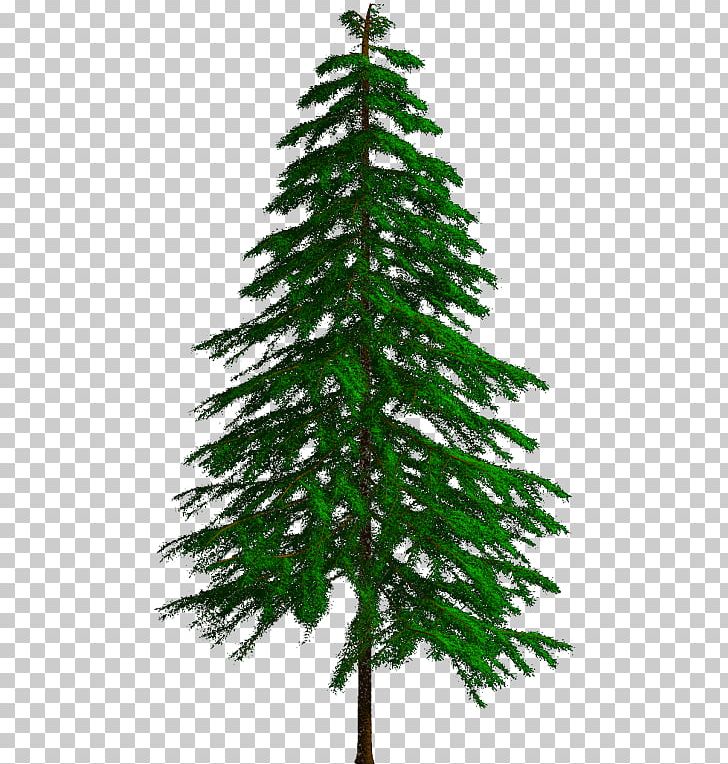 Spruce Fir Pine Larch Christmas Tree PNG, Clipart, Biome, Branch, Christmas, Christmas Decoration, Christmas Ornament Free PNG Download