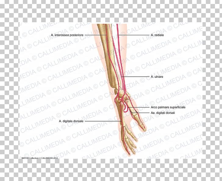 Thumb Lateral Cutaneous Nerve Of Forearm Artery Hand PNG, Clipart, Angle, Arm, Artery, Blood Vessel, Ear Free PNG Download