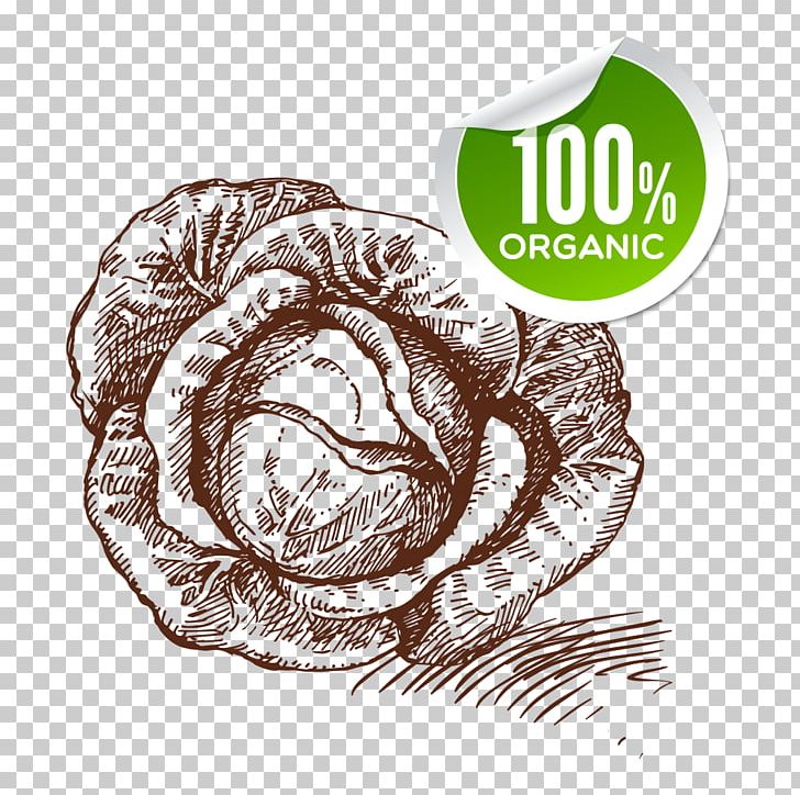 Vegetable Drawing Food Sketch PNG, Clipart, Cabbage, Cabbage Leaves, Cabbage Roses, Cartoon, Cartoon Cabbage Free PNG Download