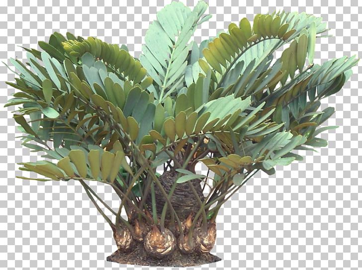 Zamia Furfuracea Plant Tropics Arecaceae PNG, Clipart, Arecaceae, Arecales, Borassus Flabellifer, Coconut, Cycad Free PNG Download