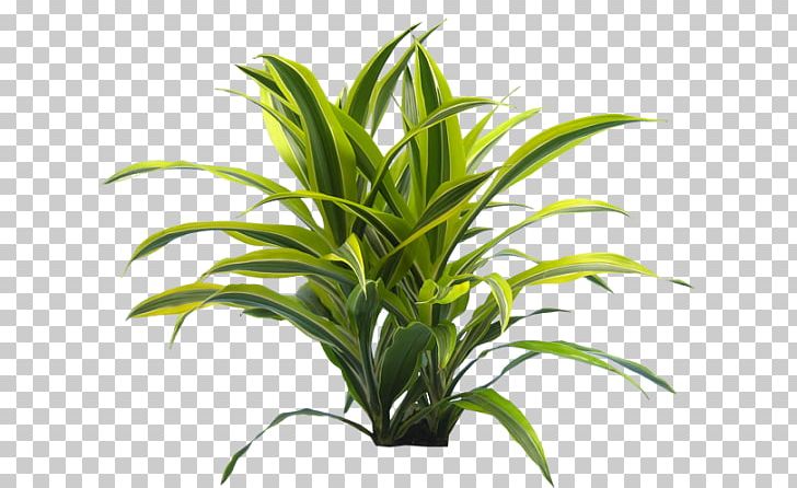 Houseplant Leaf Dracaena Flowerpot PNG, Clipart, Aquarium Decor, Chinese Evergreens, Dracaena, Evergreen, Flowerpot Free PNG Download