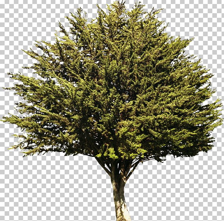Tree Evergreen Plant Information Drawing PNG, Clipart, Branch, Bush, Catalpa Speciosa, Conifer, Conifers Free PNG Download