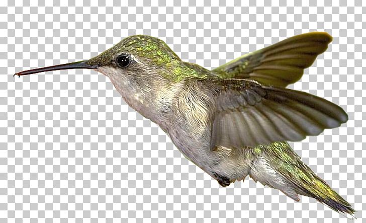 Bible Hummingbird Greeting PNG, Clipart, Beak, Bible, Bird, Blessing, Blog Free PNG Download