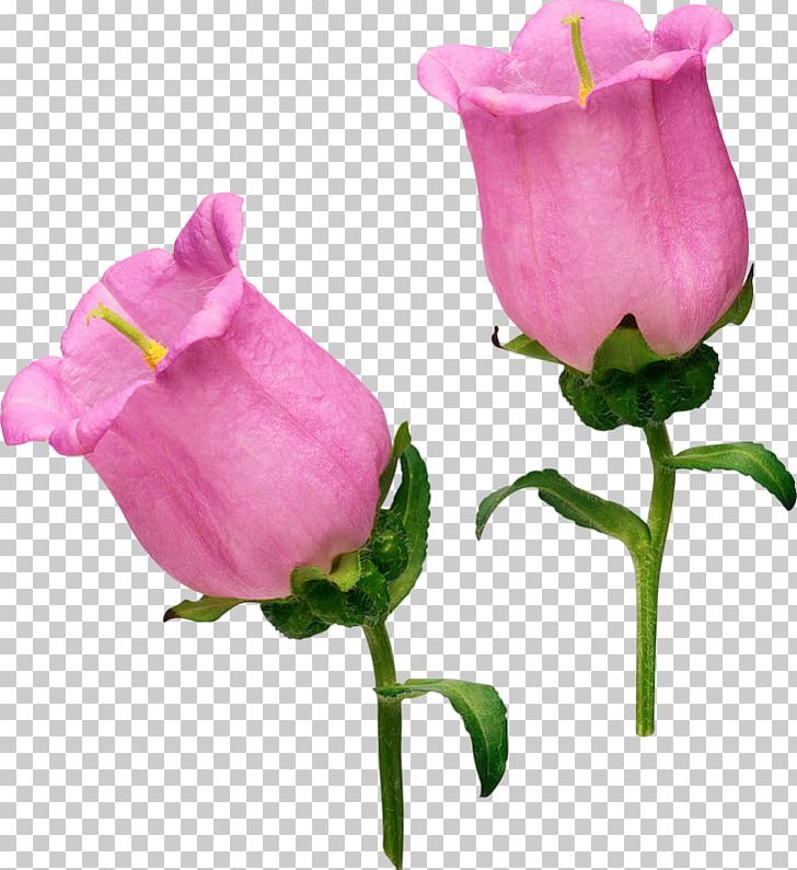 Garden Roses Flower Photography PNG, Clipart, Art, Bud, Cut Flowers, Floral Design, Flowering Plant Free PNG Download