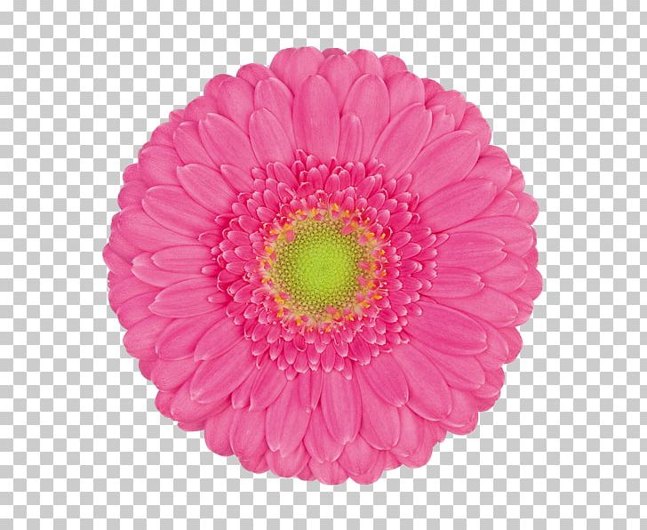 Paper Embossing Scrapbooking Sizzix Die PNG, Clipart, Bono, Chrysanths, Cut Flowers, Cutting, Daisy Family Free PNG Download
