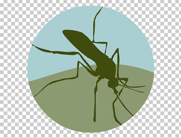 Placer Mosquito And Control District Mosquito Control PNG, Clipart, Arthropod, California, Fly, Health, Insect Free PNG Download