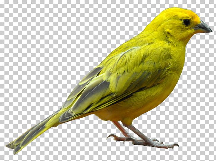 Bird Sparrow PNG, Clipart, Animals, Atlantic Canary, Beak, Bird, Bird Png Free PNG Download