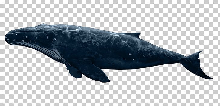 Rough-toothed Dolphin Cetacea Apple ITunes Podcast PNG, Clipart, Apple, Cetacea, Dolphin, Download, Fan Free PNG Download