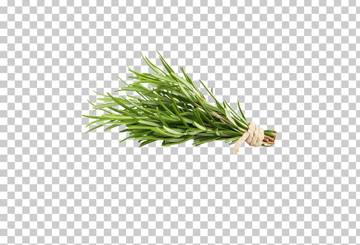 Rosemary Herb Food Health Oil PNG, Clipart, Anzac Day, Camphor, Carnosic Acid, Commodity, Essential Oil Free PNG Download