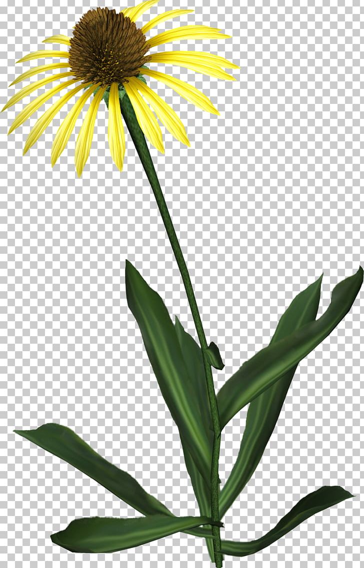 Common Sunflower Daisy Family PNG, Clipart, Common Sunflower, Coneflower, Daisy, Daisy Family, Dandelion Free PNG Download