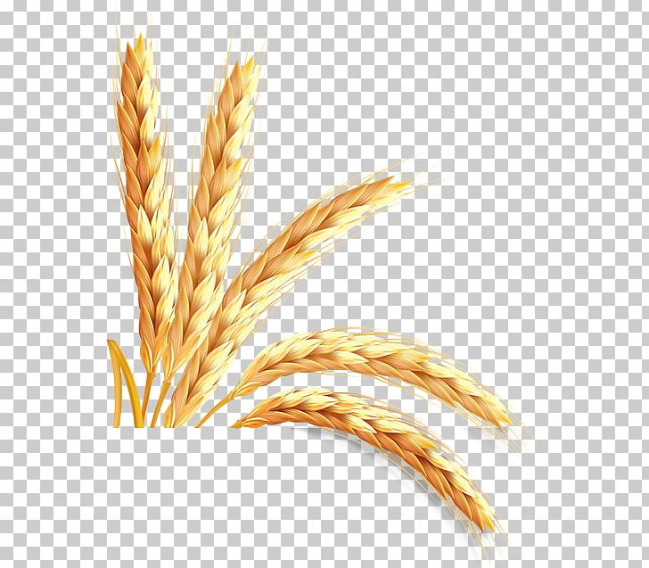 Emmer Information Einkorn Wheat PNG, Clipart, Cereal, Cereal Germ, Commodity, Durum, Einkorn Wheat Free PNG Download