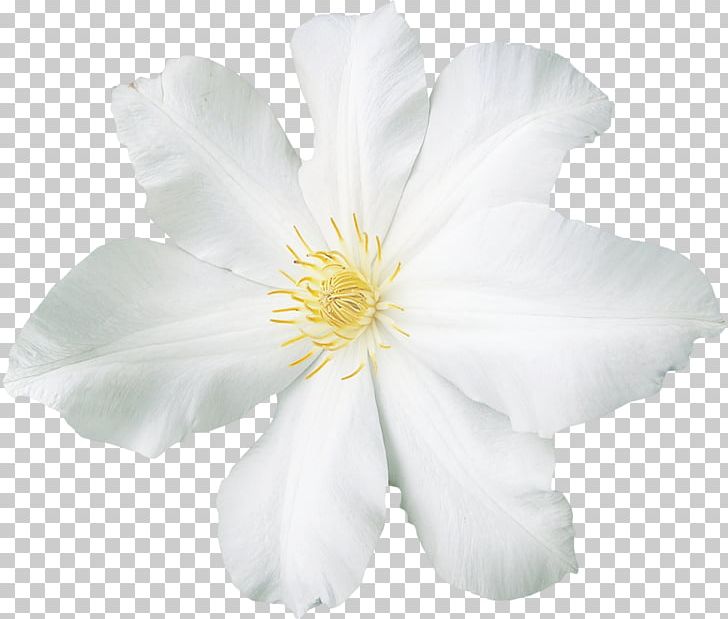 White Flower PNG, Clipart, Blue, Clip Art, Color, Cut Flowers, Floral Design Free PNG Download