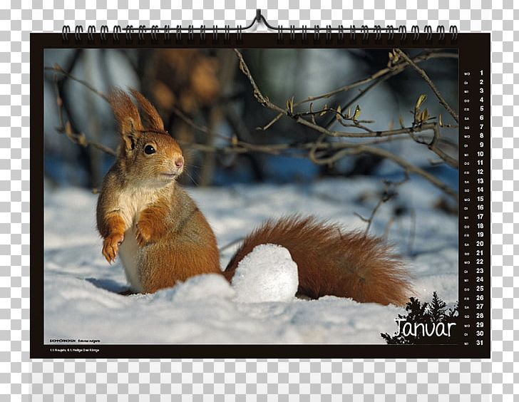 American Red Squirrel Western Gray Squirrel Chipmunk PNG, Clipart, American Red Squirrel, Animal, Chipmunk, Fauna, Getty Images Free PNG Download