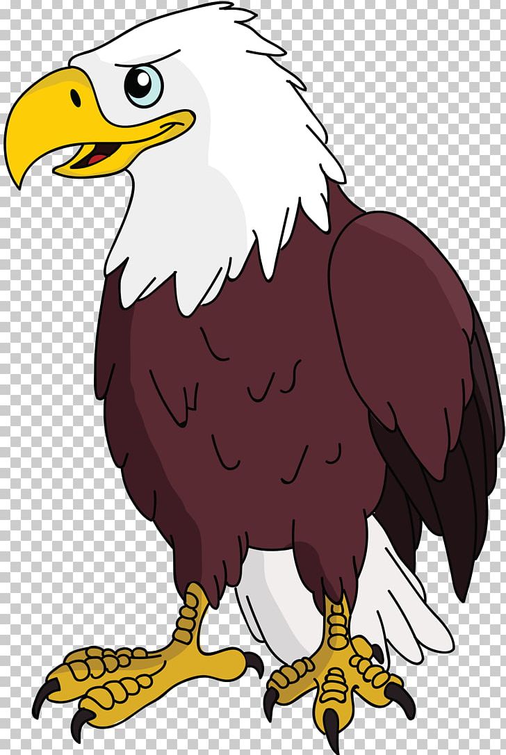 Bald Eagle Vulture PNG, Clipart, Accipitriformes, Animals, Bald Eagle, Beak, Bird Free PNG Download