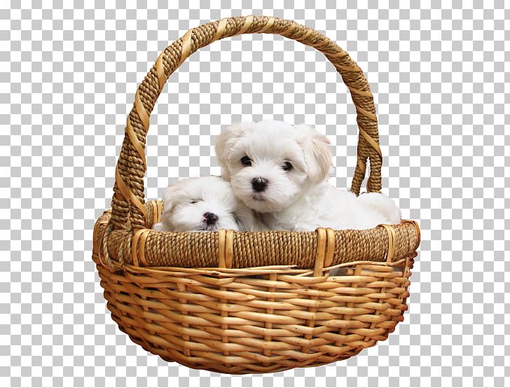Maltese Dog Puppy Labrador Retriever Siberian Husky Bichon Frise PNG, Clipart, Basket, Bichon Frise, Breed, Carnivoran, Companion Dog Free PNG Download