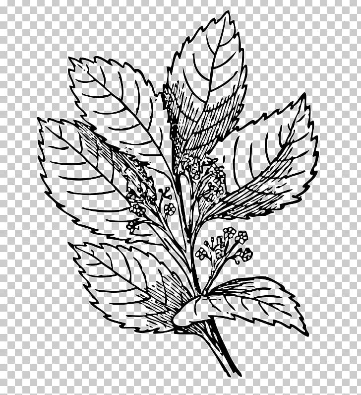 Food Leaf Branch PNG, Clipart, Artwork, Black And White, Branch, Commodity, Computer Icons Free PNG Download