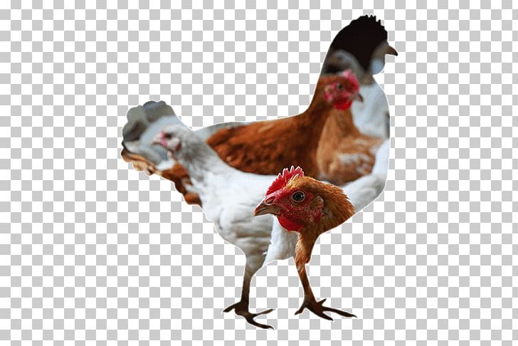 Rooster Chicken Broiler Meat Poultry Farming PNG, Clipart, Beak, Beef, Bird, Broiler, Chicken Free PNG Download