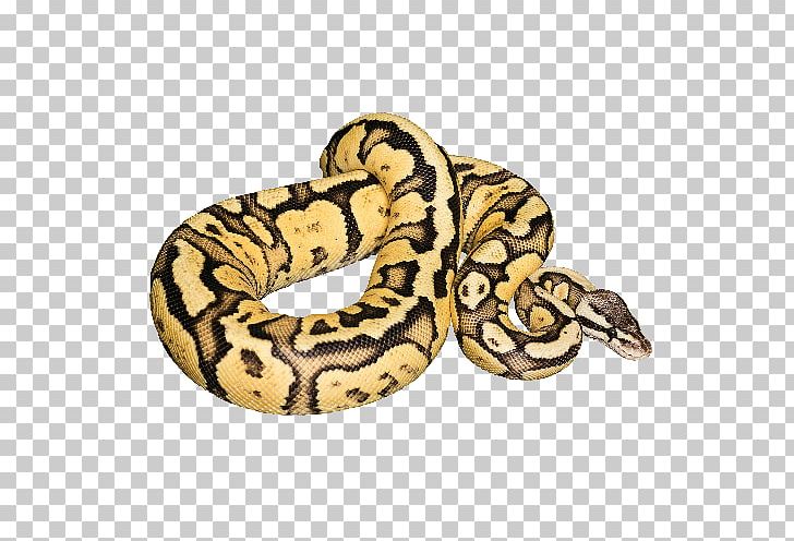 Snake Ball Python Reptile Stock Photography PNG, Clipart, Animals, Ball Python, Bearded Dragon, Boa Constrictor, Boas Free PNG Download