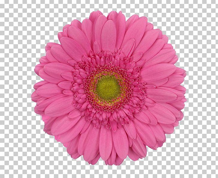Transvaal Daisy Common Daisy Pink Flower PNG, Clipart, Annual Plant, Aster, Blume, Chrysanths, Color Free PNG Download