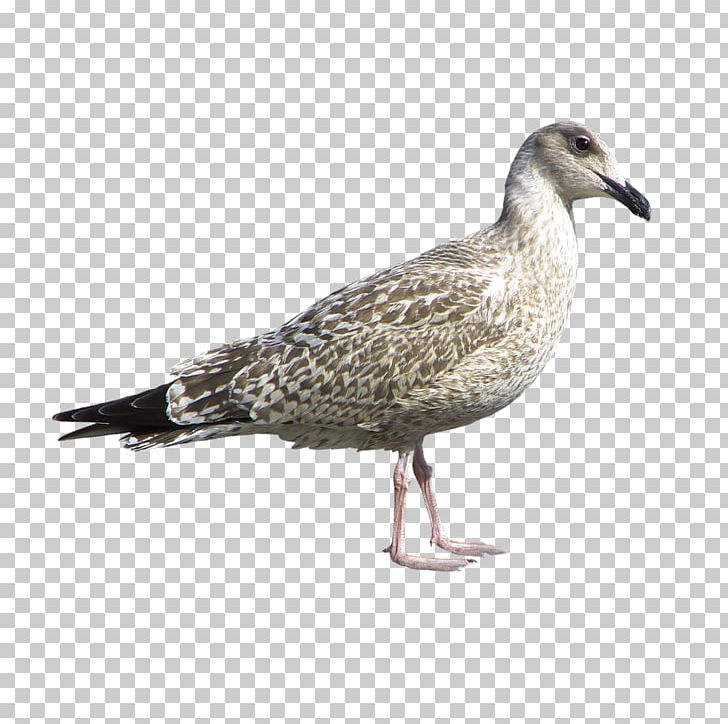 Bird Domestic Pigeon PNG, Clipart, 3d Animation, Album, Anim, Animal, Animals Free PNG Download