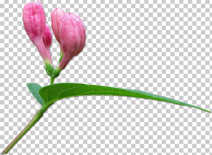 Bud Yandex Search Photography Plant Tree PNG, Clipart, Bud, Cosmetics, Flower, Flowering Plant, Liveinternet Free PNG Download