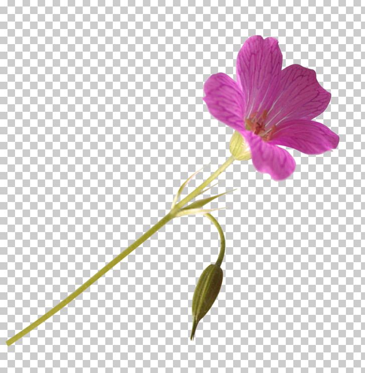 Flower Information Photography PNG, Clipart, Computer Network, Digital Image, Dots Per Inch, Flora, Flower Free PNG Download
