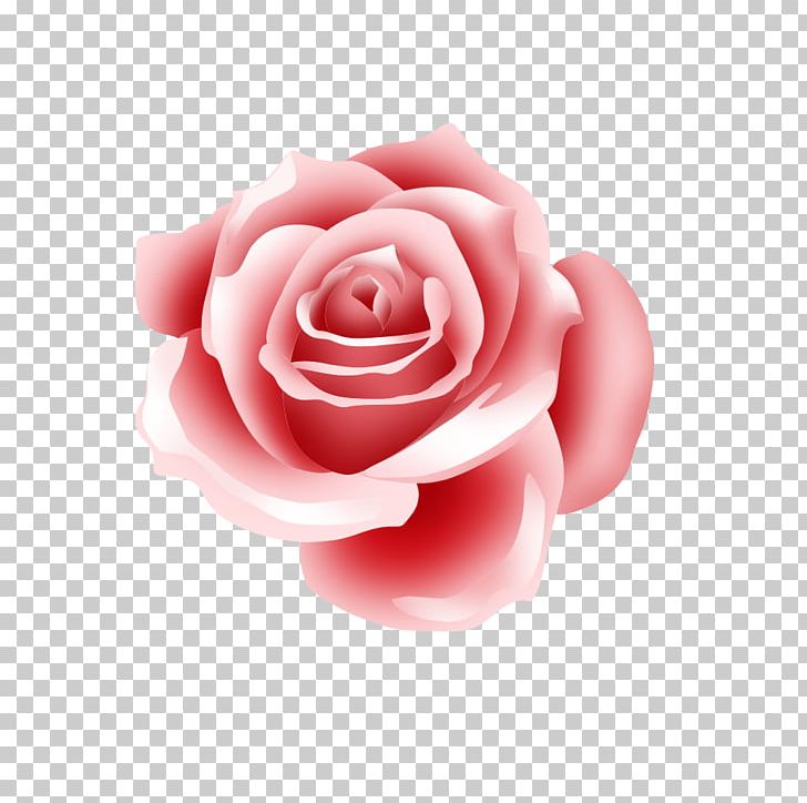 Garden Roses PNG, Clipart, Adobe Illustrator, Closeup, Encapsulated Postscript, Flower, Flowering Plant Free PNG Download