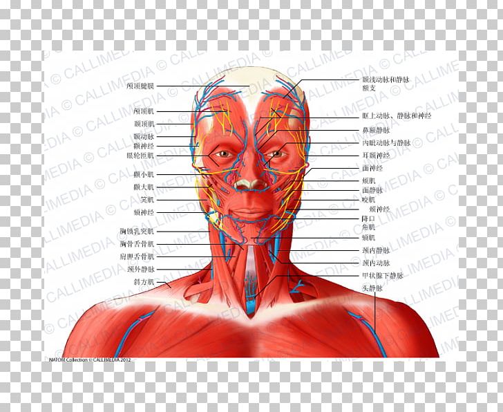 Head And Neck Anatomy Muscle Anterior Triangle Of The Neck PNG, Clipart, Anatomy, Anterior Triangle Of The Neck, Arm, Cervical Vertebrae, Face Free PNG Download