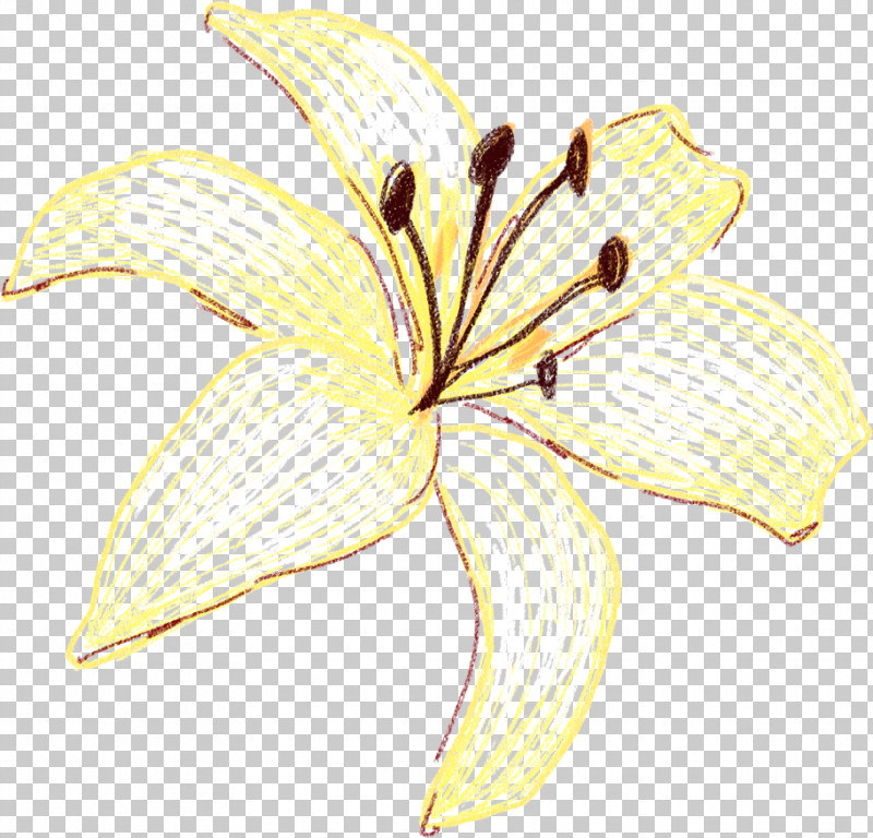 Lily Yellow Flower Petal Plant PNG, Clipart, Amaryllis Belladonna, Cut Flowers, Daylily, Flower, Herbaceous Plant Free PNG Download