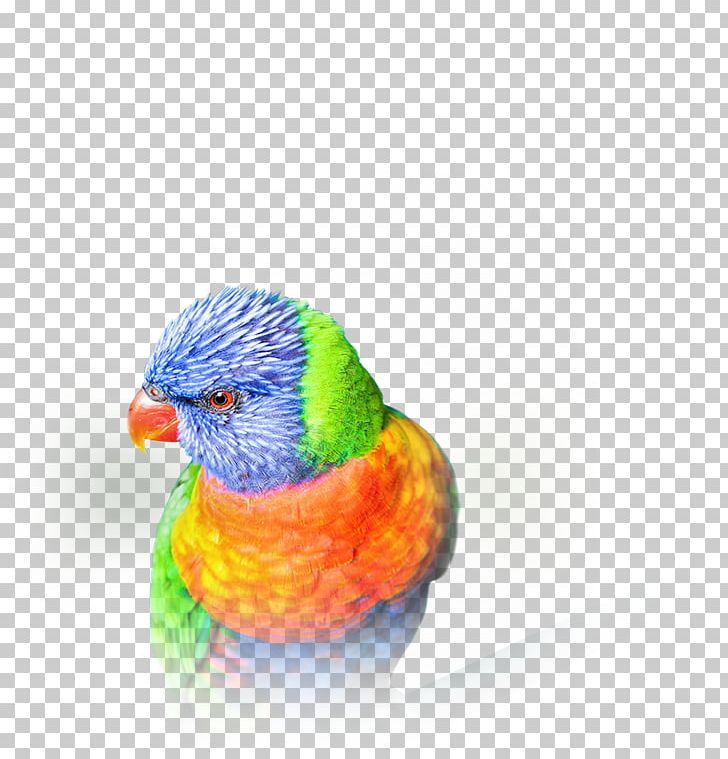 Budgerigar Beyond Clarity 4K Resolution Lories And Lorikeets Video PNG, Clipart, 4k Resolution, 1080p, Beak, Beyond Clarity, Bird Free PNG Download