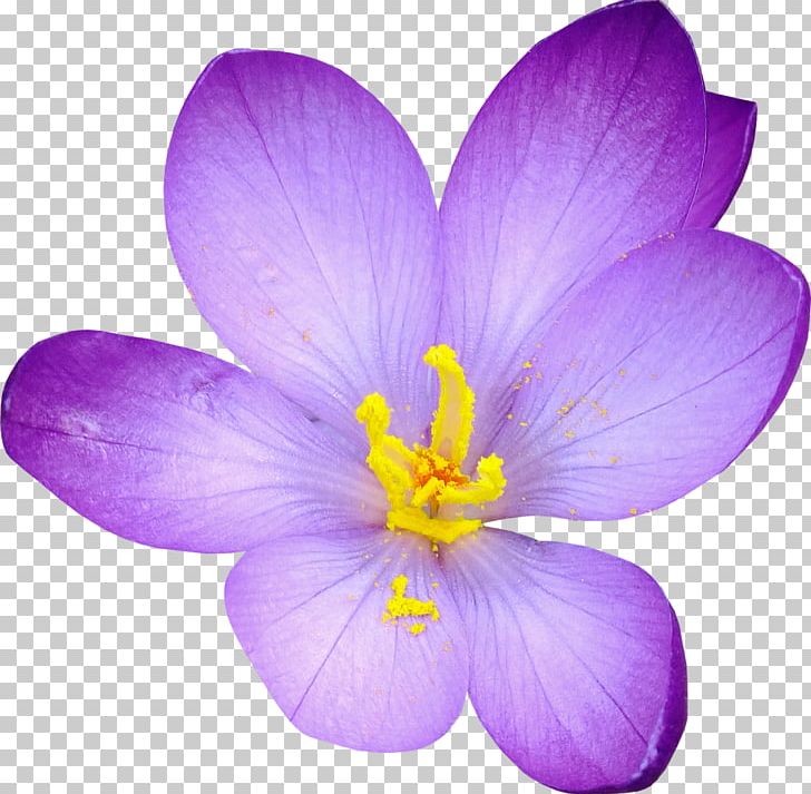 Crocus Saffron Flower PNG, Clipart, Albom, Bud, Clip Art, Crocus, Cut Flowers Free PNG Download