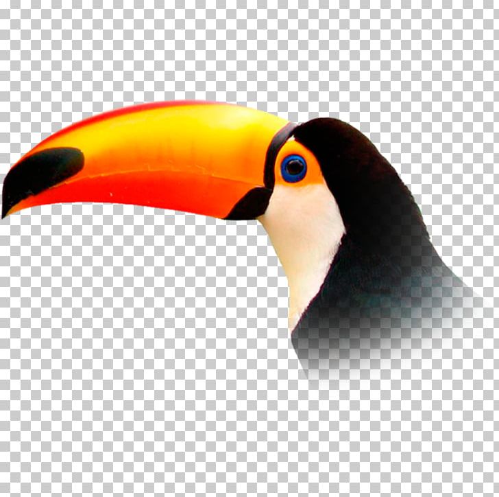 Flight Toucan Bird Vuela Travel PNG, Clipart, Animals, Beak, Bird, Flight, Location Free PNG Download