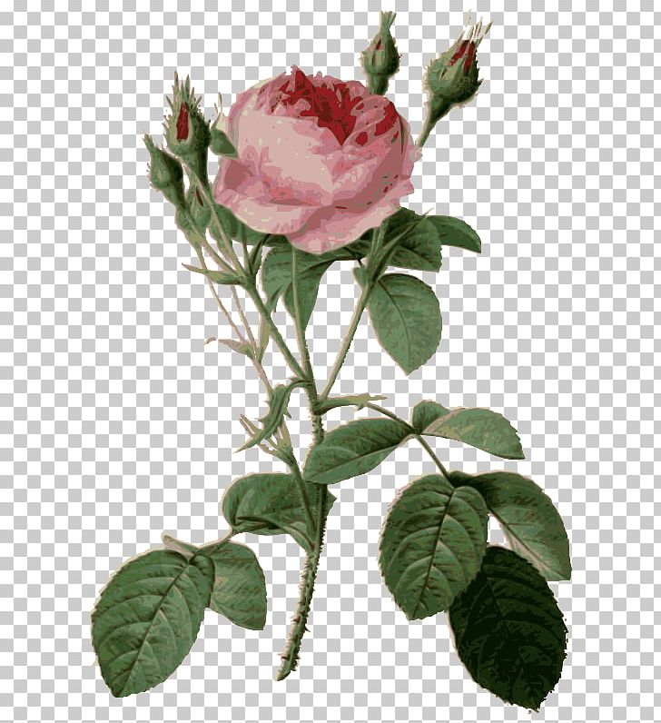 Roses Flowers Moss Rose Art Choix Des Plus Belles Fleurs PNG, Clipart, Artist, Art Museum, Botanical Illustration, Centifolia Roses, China Rose Free PNG Download