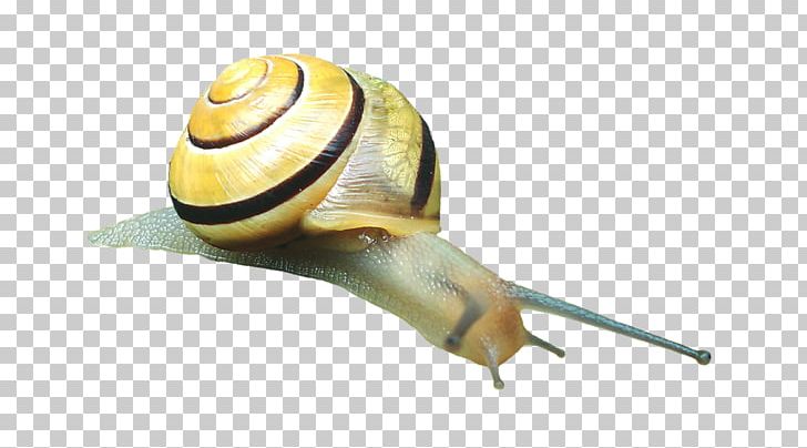 Snail Caracol Slug Gastropod Shell Mollusc Shell PNG, Clipart, Animals, Caracol, Gastropods, Gastropod Shell, Grove Snail Free PNG Download