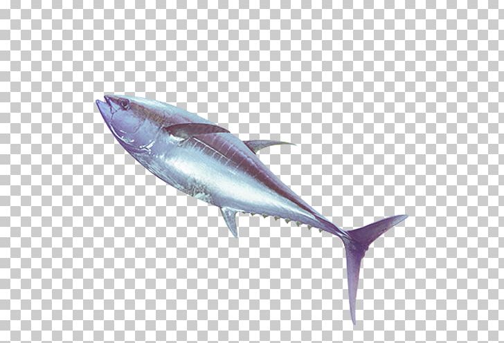 Thunnus Swordfish Oily Fish Seafood PNG, Clipart, Animals, Billfish, Bonito, Bony Fish, Dolphin Free PNG Download