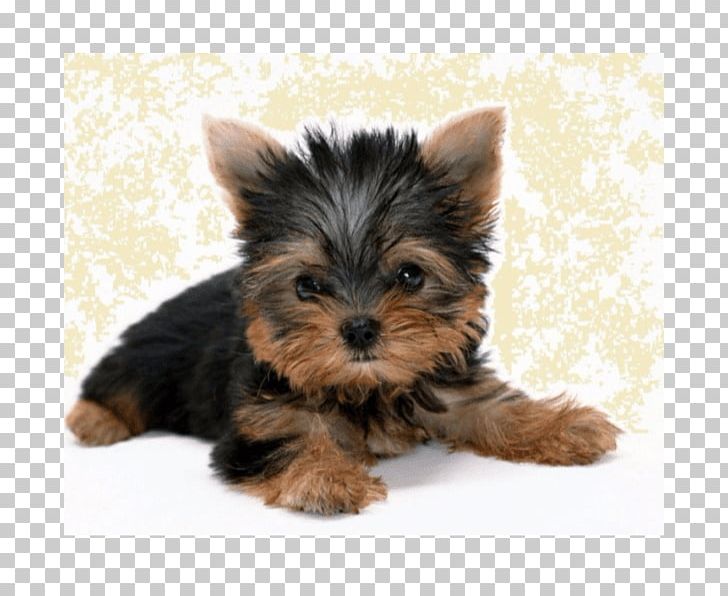 Yorkshire Terrier West Highland White Terrier Maltese Dog Puppy Boston Terrier PNG, Clipart, Animals, Carnivoran, Companion Dog, Dog Breed, Dog Like Mammal Free PNG Download